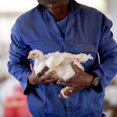 Noorveld-Chicken-Farms-02