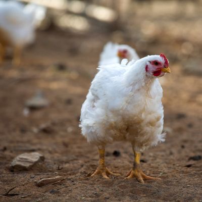 Noorveld-Chicken-Farms-04