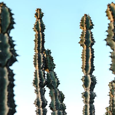 Noorveld-Chicken-Farms-05