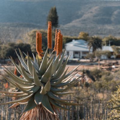 Noorveld-Chicken-Farms-10