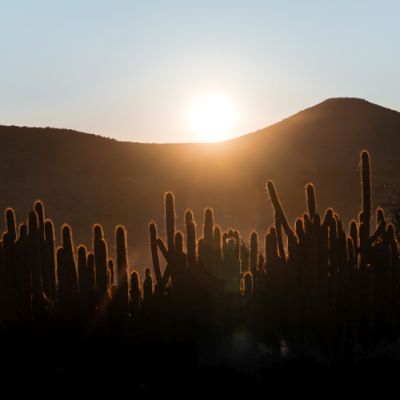 Noorveld-Chicken-Farms-11