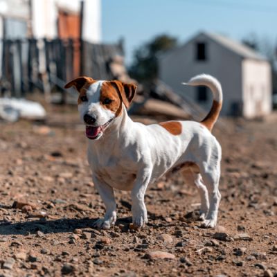 Noorveld-Chicken-Farms-14