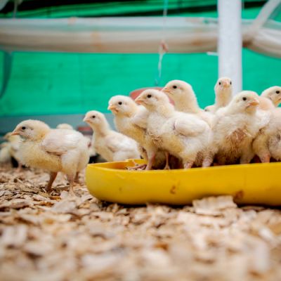 Noorveld-Chicken-Farms-18