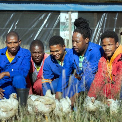 Noorveld-Chicken-Farms-19