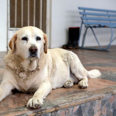 Noorveld-Chicken-Farms-20