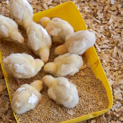 Noorveld-Chicken-Farms-21