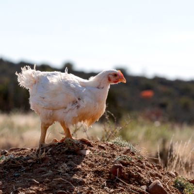 Noorveld-Chicken-Farms-22