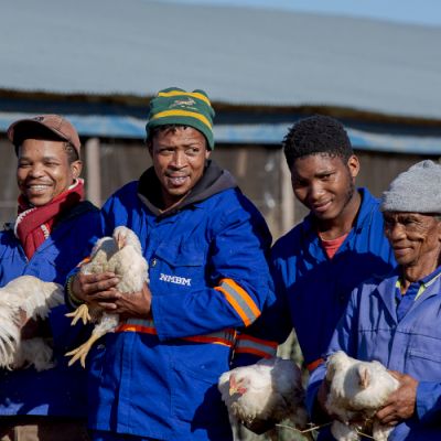 Noorveld-Chicken-Farms-27