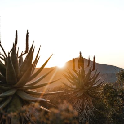 Noorveld-Chicken-Farms-28