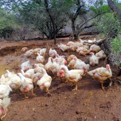 Noorveld-Chicken-Farms-30