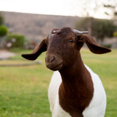 Noorveld-Chicken-Farms-31