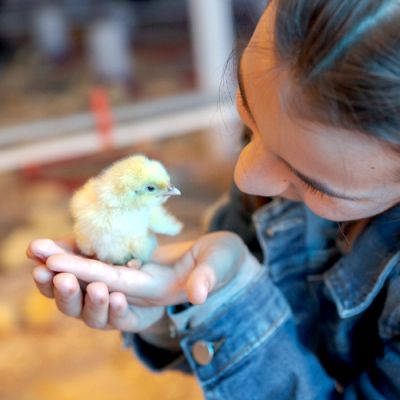 Noorveld-Chicken-Farms-34