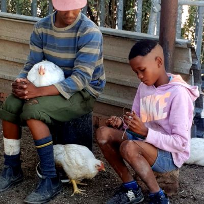 Noorveld-Chicken-Farms-36