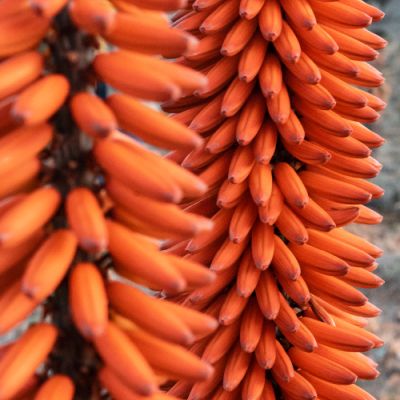 Noorveld-Chicken-Farms-43