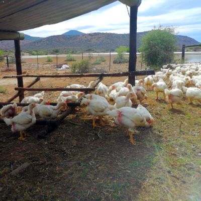 Noorveld-Chicken-Farms-45